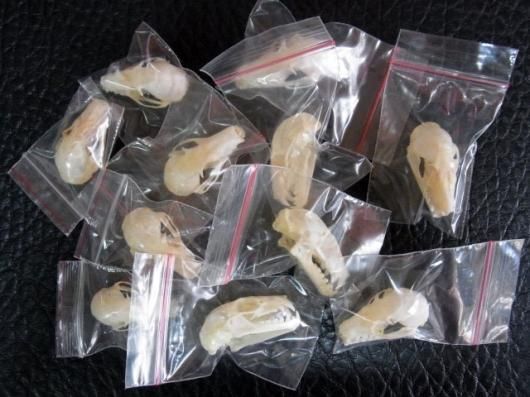 羽を広げた ルーセットオオコウモリの骨格標本 ☆即納☆ 羽を広げた デマレルーセットオオコウモリの全身骨格標本