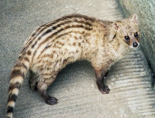 即納 ☆ コジャコウネコ（Small Indian Civet）♂ 頭骨 - 頭骨・骨格