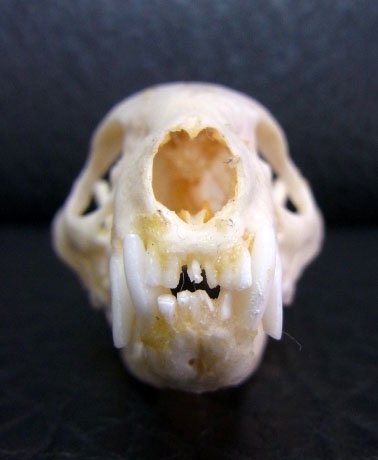 即納☆再入荷☆ ジャワマングース 頭骨 - 頭骨・骨格標本・剥製販売