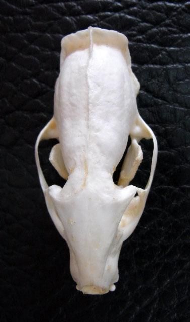 頭骨標本　ジャワマングース　ペア 即納☆レア！ ジャワマングースの頭骨 - 頭骨・骨格標本・剥製