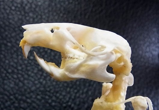 即納 お勧め！★インドネシア　ドブネズミ（ラット）の骨格標本 B - 頭骨・骨格標本・剥製販売　【Core-Box】