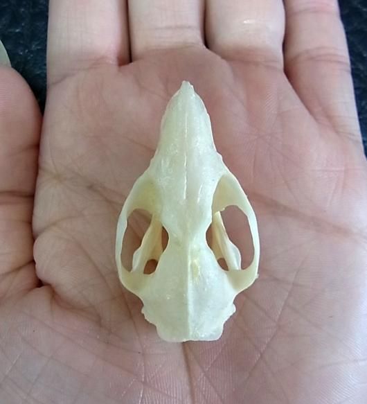 高品質 オポッサムの頭骨 ☆ M サイズ