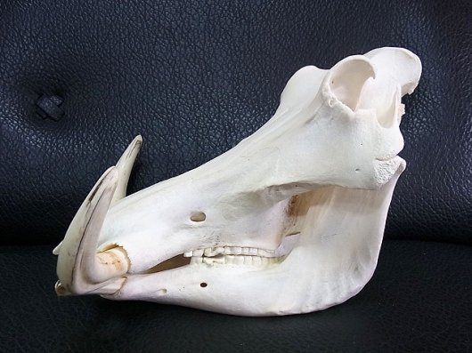 高品質 イボイノシシ 成獣の頭骨（Lサイズ）※捕獲データ付