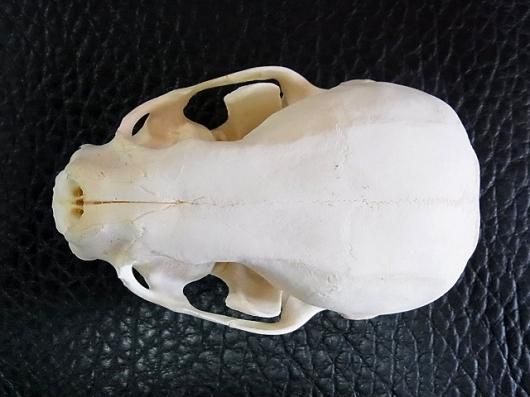 ☆ 即納 ☆ 激レア！ ツメナシカワウソ（African clawless otter