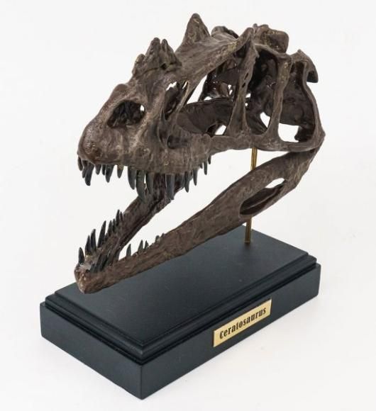 ☆高品質！3Dスキャン 複製 ☆ケラトサウルス 頭骨 1/2スケール