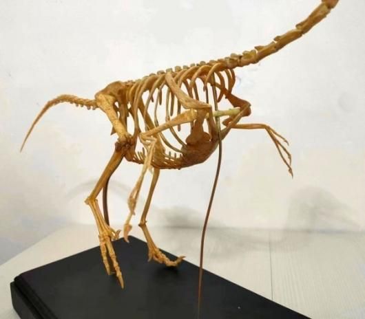 化石　骨格　標本　貝殻　国産　両殻　美麗標本 アザラシ骨格標本 - Picture of Cape Erimo Kaze no Yakata