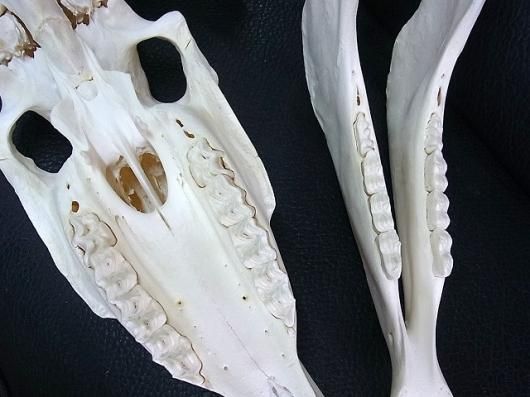 ☆ 即納 ☆ 高品質！サラブレッド（ENGLISH THOROUGHBRED）頭骨 - 頭骨