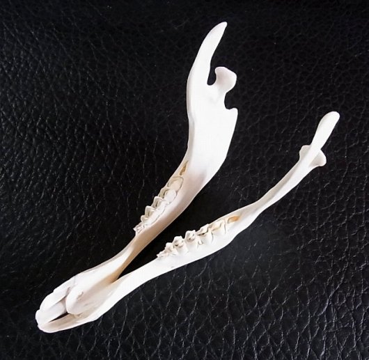 高品質！アルパカ 頭骨   頭骨・骨格標本・剥製販売