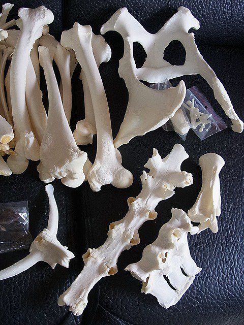 ★即納★ 高品質！アルパカ（alpaca）全身骨格標本 - 頭骨・骨格標本・剥製販売　【Core-Box】