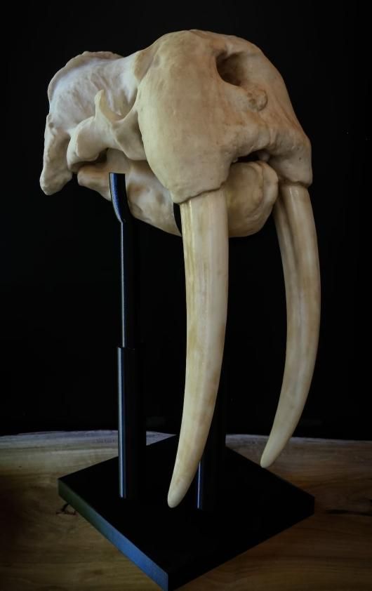 高品質　セイウチ（Walrus）頭骨 ♂ 　※ CITESコピー付 高品質 セイウチ（Walrus）頭骨 ♂ ※ CITESコピー付