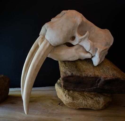 高品質　セイウチ（Walrus）頭骨 ♂ 　※ CITESコピー付 高品質 セイウチ（Walrus）頭骨 ♂ ※ CITESコピー付