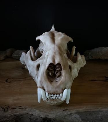 ☆3Dスキャン 高品質 アフリカライオン 頭骨（レプリカ） - 頭骨・骨格