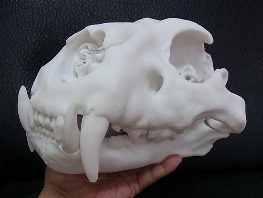 ☆3Dスキャン 高品質 アフリカライオン 頭骨（レプリカ） - 頭骨・骨格