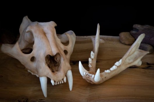 ★3Dスキャン　高品質　トラ 頭骨（レプリカ） - 頭骨・骨格標本・剥製販売　【Core-Box】