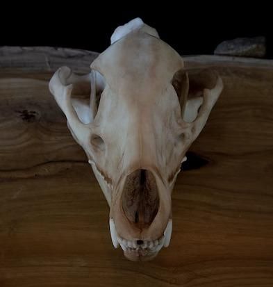 ☆3Dスキャン 高品質 フクロオオカミ 頭骨（レプリカ） - 頭骨・骨格