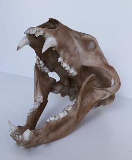 ★3Dスキャン　高品質　ツキノワグマ 頭骨（レプリカ） - 頭骨・骨格標本・剥製販売　【Core-Box】