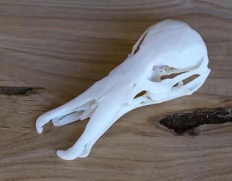 シミュレーションカモノハシモデル生物学教育