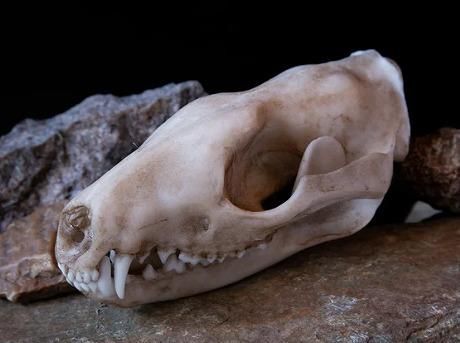 ☆3Dスキャン 高品質 オオフクロネコ 頭骨（レプリカ） - 頭骨・骨格