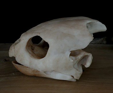 頭骨 骨格 標本 カメ 55mm - その他