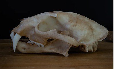 ☆3Dスキャン 高品質 ウンピョウ 頭骨（レプリカ） - 頭骨・骨格標本 