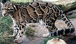 ウンピョウ 頭骨標本 精密レプリカ ネコ科 Clouded Leopard 牙-