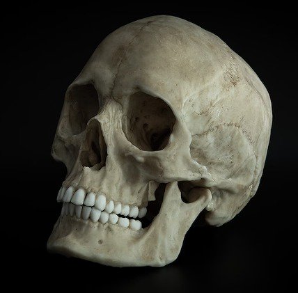 ★ 高品質　人間（成人） 頭蓋骨（レプリカ） - 頭骨・骨格標本・剥製販売　【Core-Box】