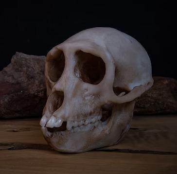 アカゲザル 頭骨 骨格標本 アカゲザル 頭骨 骨格標本