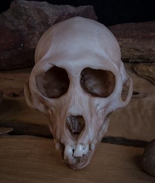 アカゲザル 頭骨 骨格標本 アカゲザル 頭骨 骨格標本