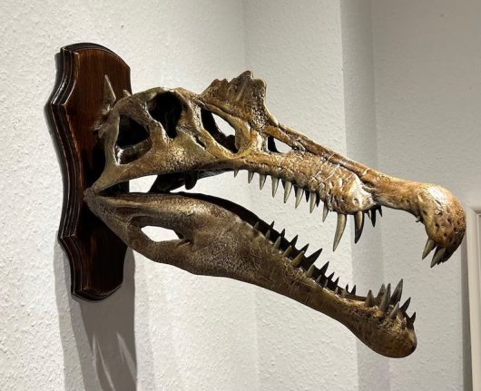 スピノサウルス 本物 化石 歯 標本 | www.darquer.fr