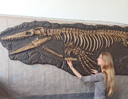 恐竜 化石 骨格 標本 モササウルス 超特大 - その他