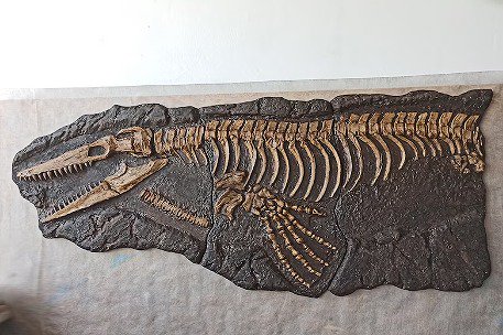 高品質！モササウルス 骨格 化石（レプリカ） - 頭骨・骨格標本 