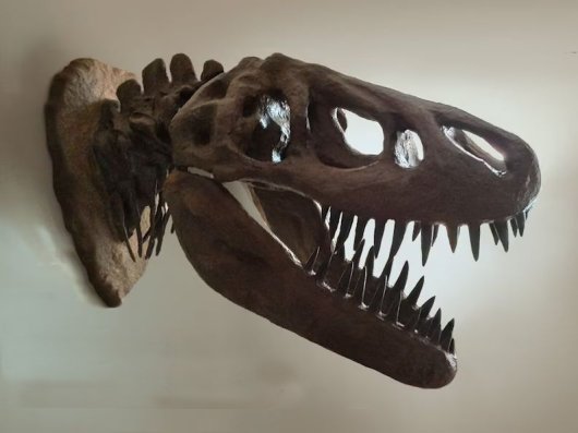 ★高品質！ティラノサウルス 頭骨 レプリカ　※壁掛け - 頭骨・骨格標本・剥製販売　【Core-Box】