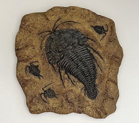 ☆高品質！三葉虫 骨格 化石（レプリカ） - 頭骨・骨格標本・剥製販売