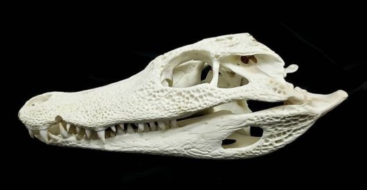 メガネカイマンの頭骨 30-35ｃｍ前後 - 頭骨・骨格標本・剥製販売