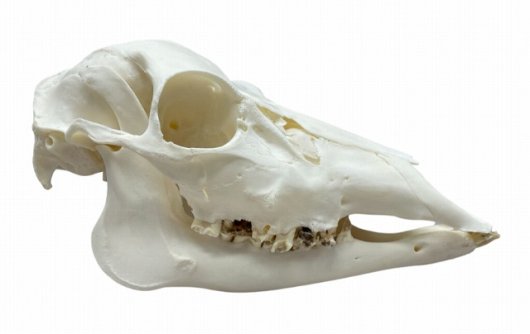 高品質！ベトナム ニホンジカ（メス）の全身骨格標本 - 頭骨・骨格標本 