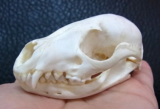 コジャコウネコ（Small Indian Civet）♀ 頭骨 - 置物