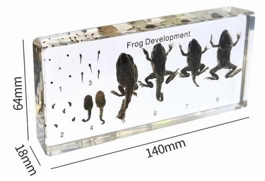 Amazon.co.jp: カエル標本モデル - 本物のカエルの成長史 生物