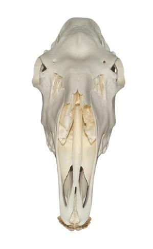 高品質！ノロジカ Roe deer 全身骨格標本