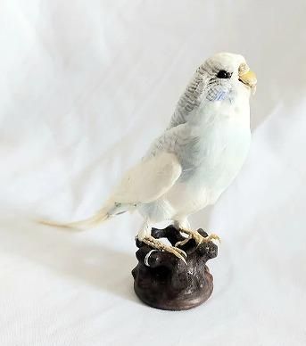 ズグロオトメインコの剥製