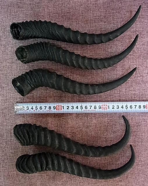 ☆ 即納 ☆ スプリングボック 角 - 頭骨・骨格標本・剥製販売 【Core-Box】