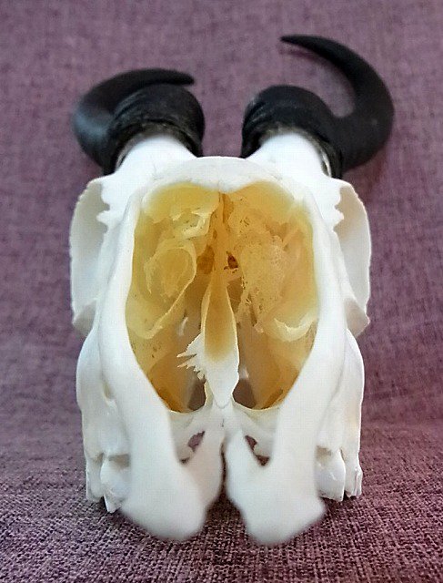 スプリングボック スカルホーン 頭骨 標本 骨格 剥製 - 置物