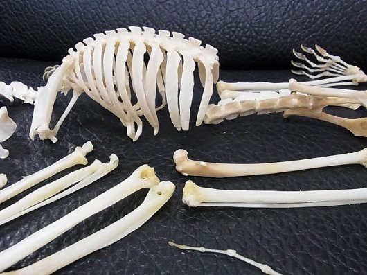 ★即納★レア！ マレーヒヨケザル Sunda Flying Lemur 全身骨格標本 - 頭骨・骨格標本・剥製販売　【Core-Box】