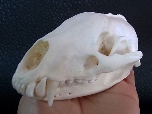 ☆ 即納 ☆ 美！アジア アナグマ（Asian badger）の頭骨 - 頭骨・骨格