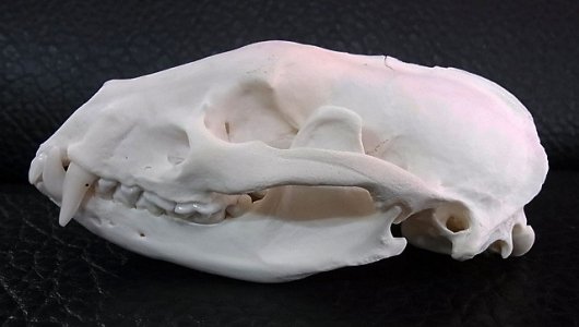 ☆ 即納 ☆ 美！アジア アナグマ（Asian badger）の頭骨 - 頭骨・骨格