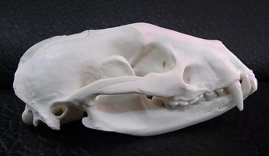 ☆ 即納 ☆ 美！アジア アナグマ（Asian badger）の頭骨 - 頭骨
