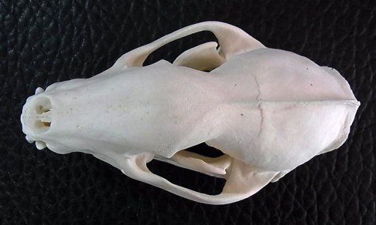 全国組立設置無料 美！アジア アナグマ（Asian badger）の頭骨 インテリア小物