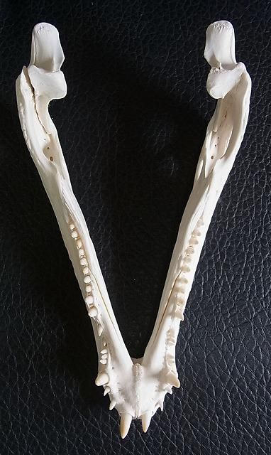 高品質　カナダオオヤマネコ 頭骨（CITESコピー付） ☆ 即納 ☆ 高品質 カナダオオヤマネコ 頭骨（CITESコピー付