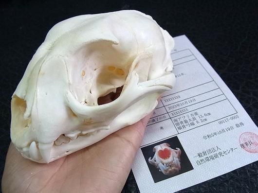 ☆ 即納 ☆貴重！特大！ カラカル 頭骨 No.3 ※登録票付 - 頭骨