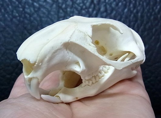 ☆即納☆ アメリカ便 ウッドチャックの頭骨 - 頭骨・骨格標本・剥製