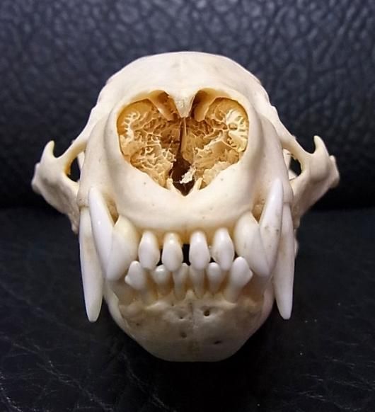 高品質！アメリカアナグマの頭骨 ☆ 即納 ☆ 高品質！アメリカアナグマの頭骨 C - 頭骨・骨格標本